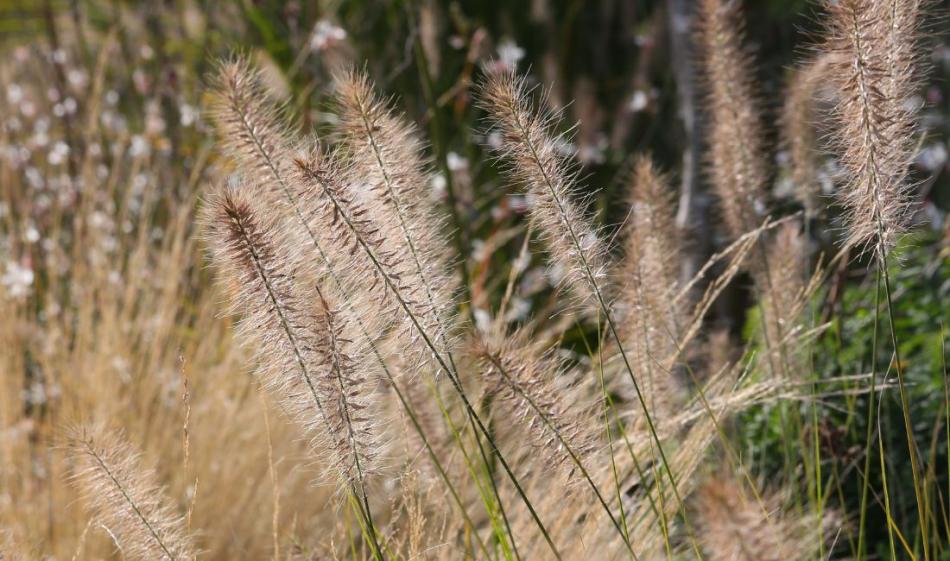 Ornamental Grasses