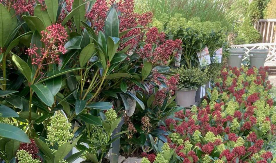 Shrubs