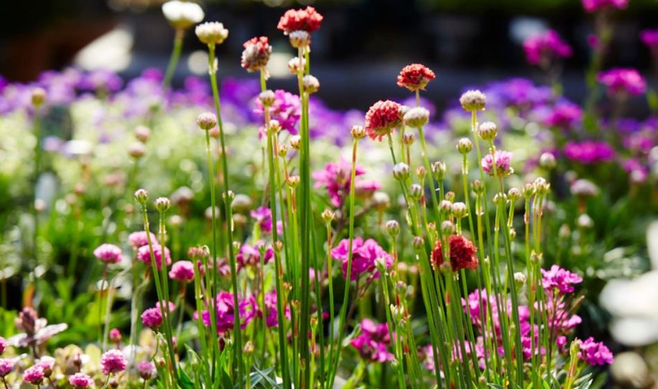 Alpines
