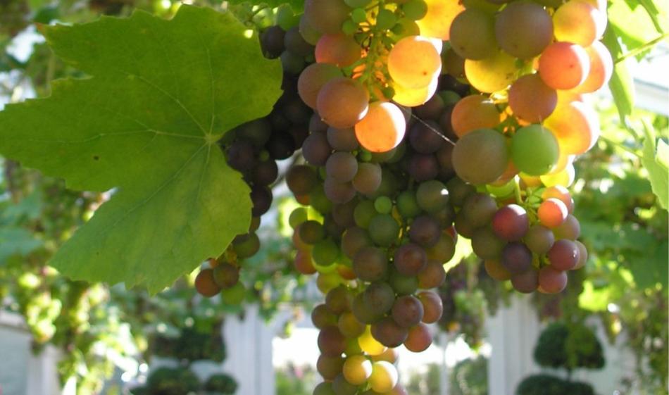 Fruits