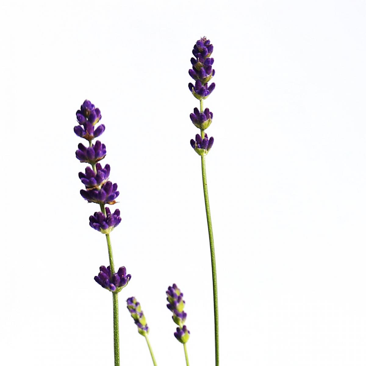 Lavandula angustifolia Hidcote - English Lavender Hidcote 5LT | Clifton